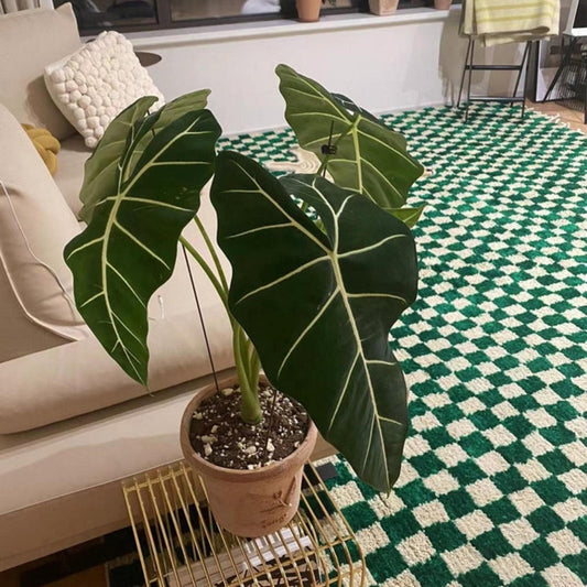 handmade-checkered-green-and-white-rug-in-large-living-room-with-plants